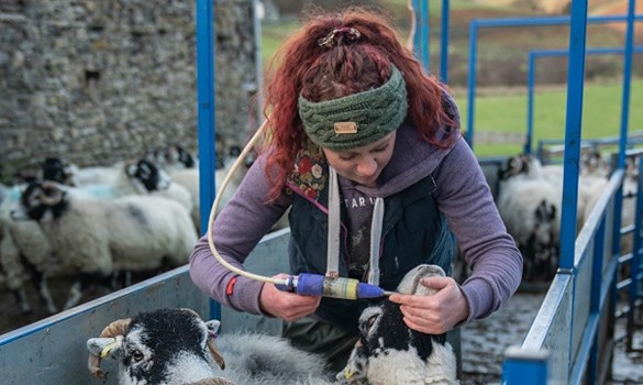 Female farmer dosing sheep with medication.